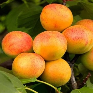 Саженец абрикоса Водолей (средний)