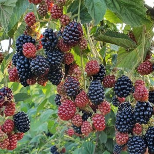 Саженцы ежевики бесшипной оптом в ассортименте (от 300 шт.)