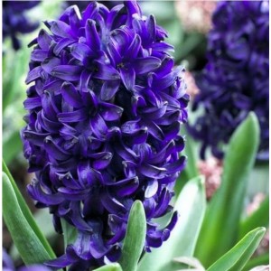 Гиацинт Оушен Делайт