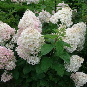 Саженец гортензии метельчатой Сильвер Доллар (Silver Dollar )