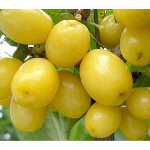 Саженец кизила Алёша