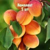 Комплект 5шт / Абрикос Рекламный