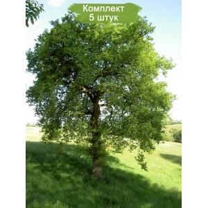 Саженцы дуба Черешчатого от 150 см -  комплект 5 шт.