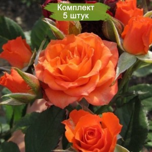 Саженцы кустовой розы Пламя -  комплект 5 шт.