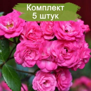 Саженцы штамбовой розы Динки (Dinky) -  комплект 5 шт.