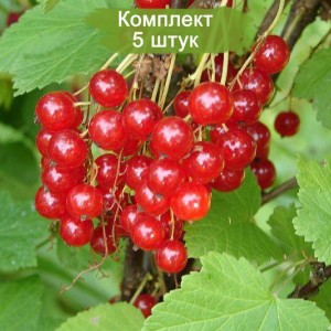 Саженцы красной смородины Красный Крест -  комплект 5 шт.
