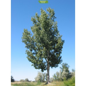 Саженцы тополя Белого (Серебристого) 40-60 см -  комплект 5 шт.