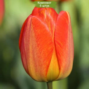Луковицы тюльпана Оранж Джус (Orange Juice) -  комплект 5 шт.