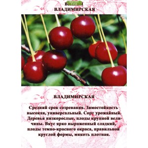 Саженцы Вишни Владимирская Поздняя -  комплект 5 шт.