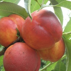 Нектарин Мареми