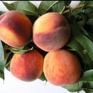 Персик Крымский фейерверк