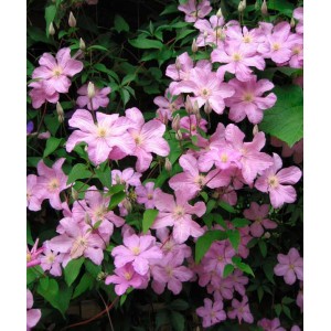 Саженец клематиса Комтесс де Бушо (Comtesse de Bouchaud)