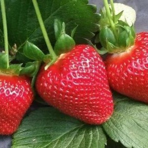 Саженец Клубники Пирчинкью (Ранняя)