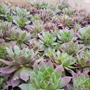 Саженец Молодило (Каменной розы 2) 