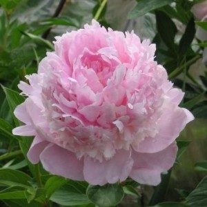 Саженец пиона Angel Cheeks (Эйнджел чик )