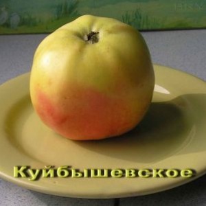 Саженец яблони Куйбышевской