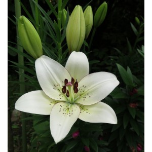 Луковица лилии Айлинер (Eyeliner) ЛА-гибрид