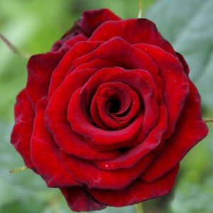 Саженец чайно-гибридной розы Ред Наоми (Red Naomi)