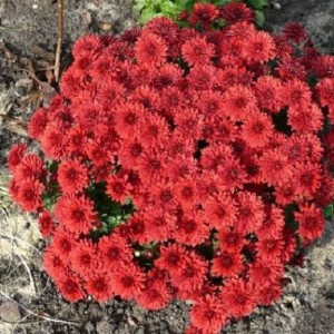 Саженец хризантемы мультифлора Уранус (Uranus ) (Коралловая )
