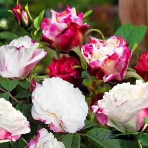 Саженец канадской розы Луиза Багнет (Louise Bugnet)