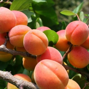 Саженец колоновидного Абрикоса Санни