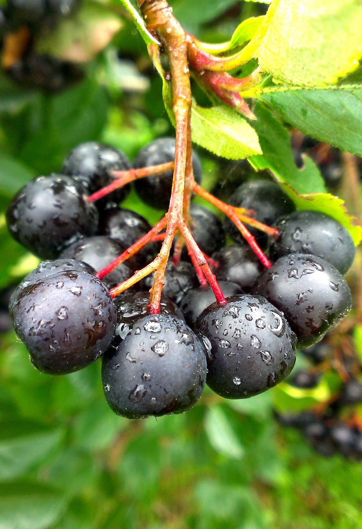 черные ягоды названия с фото
